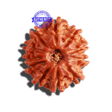 Load image into Gallery viewer, 11 Mukhi Nepalese Rudraksha - Bead No. 268
