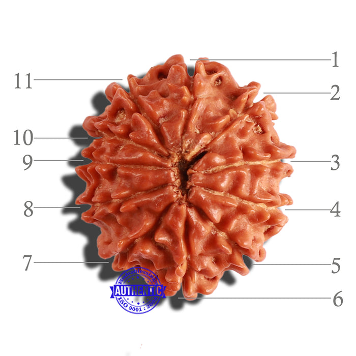 11 Mukhi Nepalese Rudraksha - Bead No. 268