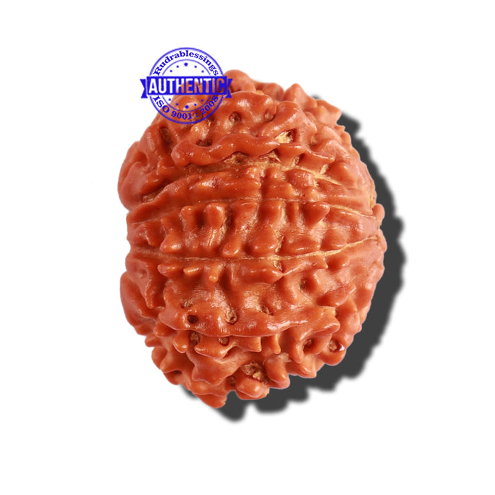11 Mukhi Nepalese Rudraksha - Bead No. 268