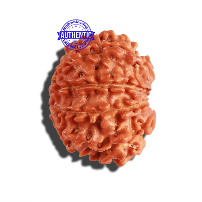 11 Mukhi Nepalese Rudraksha - Bead No. 268