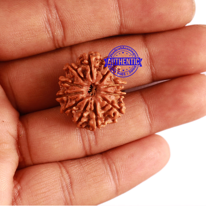 11 Mukhi Nepalese Rudraksha - Bead No. 269
