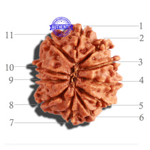 Load image into Gallery viewer, 11 Mukhi Nepalese Rudraksha - Bead No. 269
