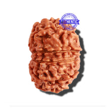 Load image into Gallery viewer, 11 Mukhi Nepalese Rudraksha - Bead No. 269
