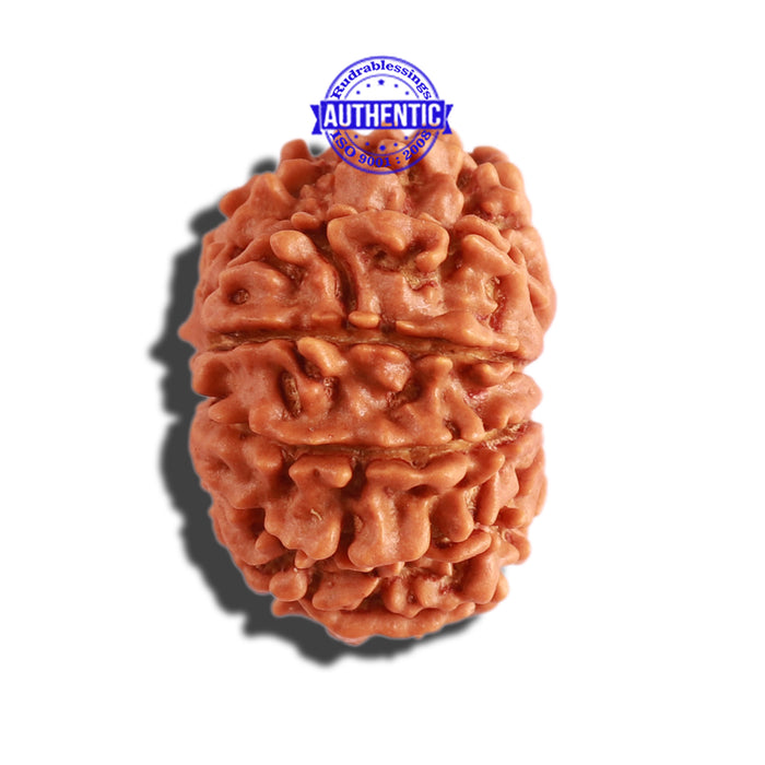 11 Mukhi Nepalese Rudraksha - Bead No. 269