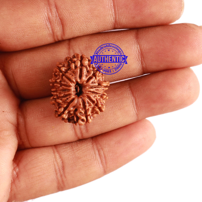 11 Mukhi Nepalese Rudraksha - Bead No. 270
