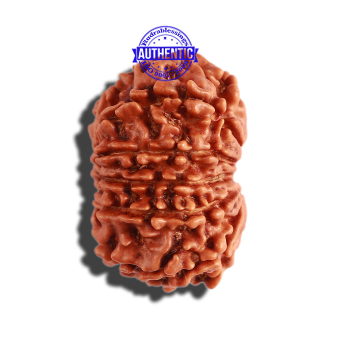 11 Mukhi Nepalese Rudraksha - Bead No. 270
