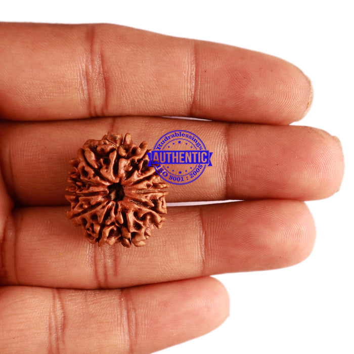 11 Mukhi Nepalese Rudraksha - Bead No. 271