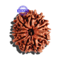 Load image into Gallery viewer, 11 Mukhi Nepalese Rudraksha - Bead No. 271
