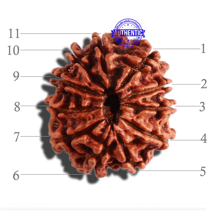 11 Mukhi Nepalese Rudraksha - Bead No. 271
