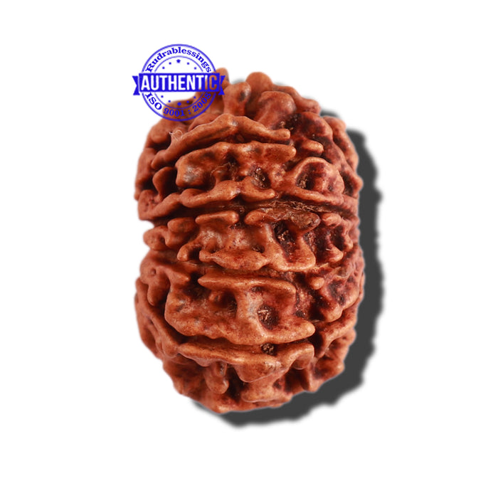 11 Mukhi Nepalese Rudraksha - Bead No. 271