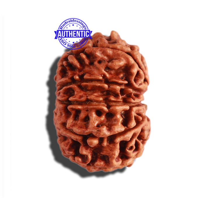 11 Mukhi Nepalese Rudraksha - Bead No. 271
