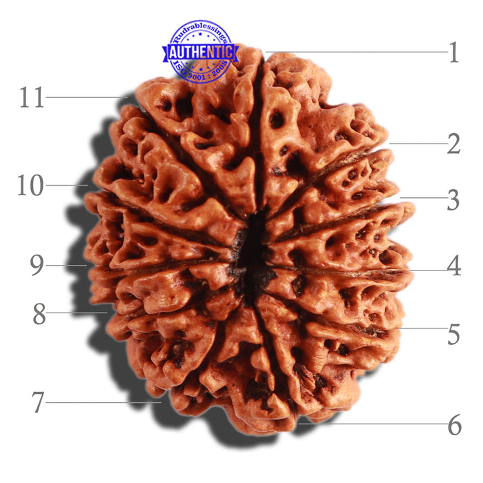 11 Mukhi Nepalese Rudraksha - Bead No. 272