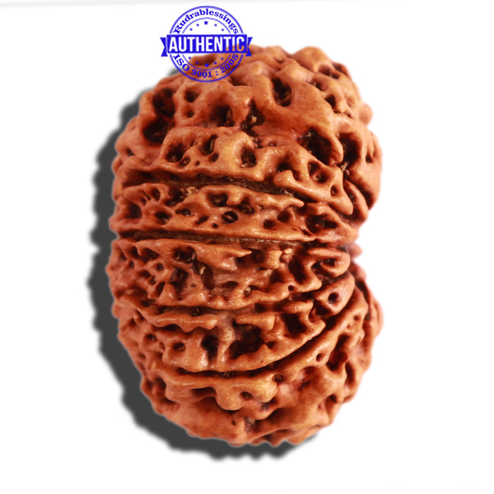 11 Mukhi Nepalese Rudraksha - Bead No. 272