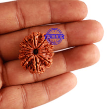 Load image into Gallery viewer, 11 Mukhi Nepalese Rudraksha - Bead No. 273
