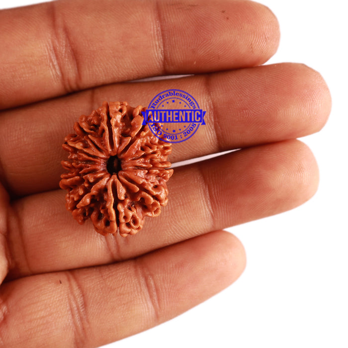 11 Mukhi Nepalese Rudraksha - Bead No. 273