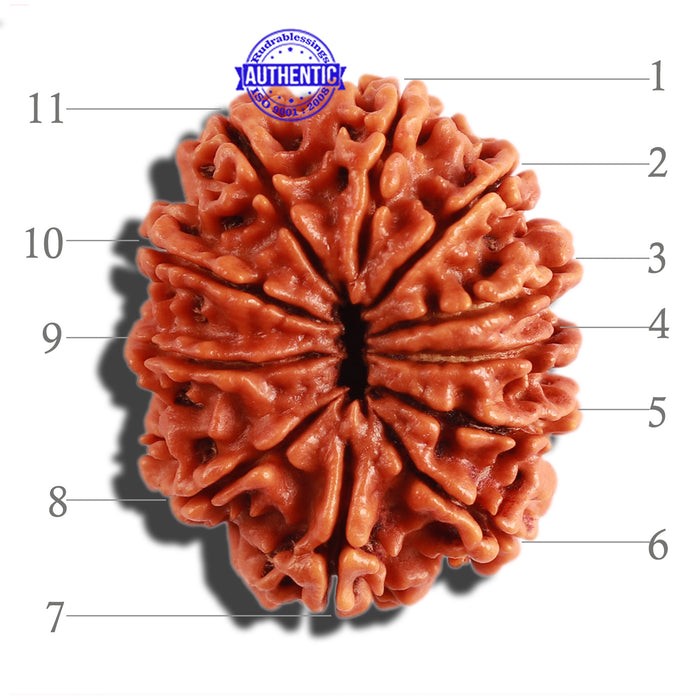 11 Mukhi Nepalese Rudraksha - Bead No. 273