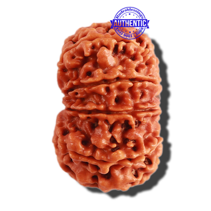 11 Mukhi Nepalese Rudraksha - Bead No. 273