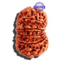 Load image into Gallery viewer, 11 Mukhi Nepalese Rudraksha - Bead No. 273

