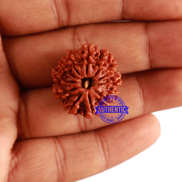 11 Mukhi Nepalese Rudraksha - Bead No. 274