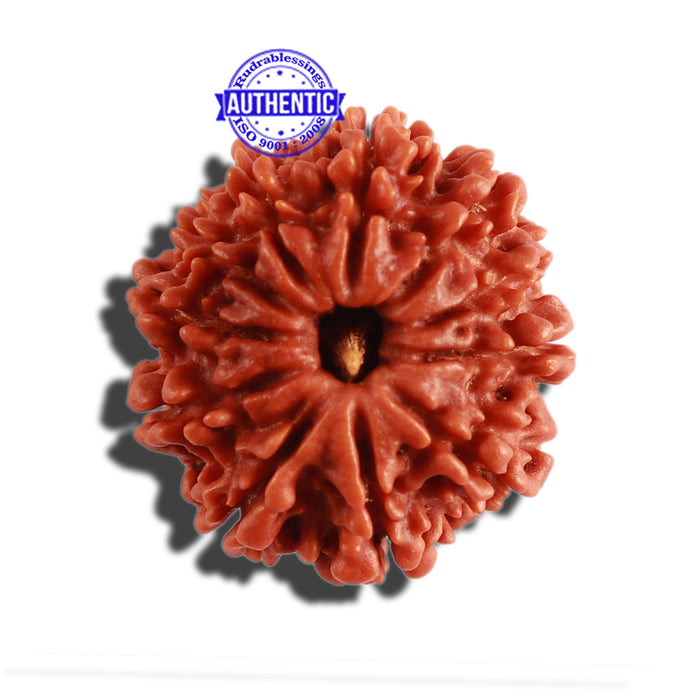 11 Mukhi Nepalese Rudraksha - Bead No. 274