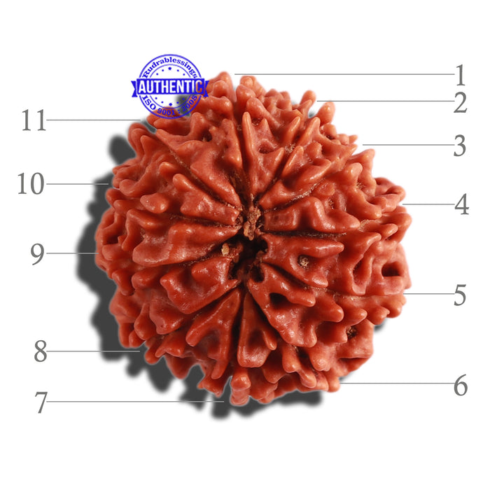 11 Mukhi Nepalese Rudraksha - Bead No. 274