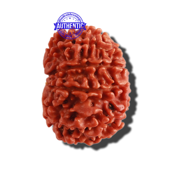 11 Mukhi Nepalese Rudraksha - Bead No. 274