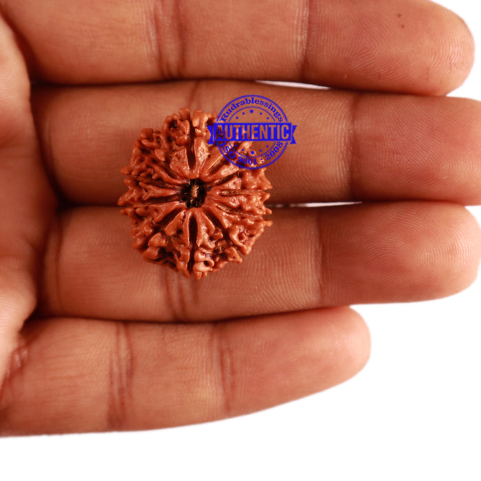 11 Mukhi Nepalese Rudraksha - Bead No. 275