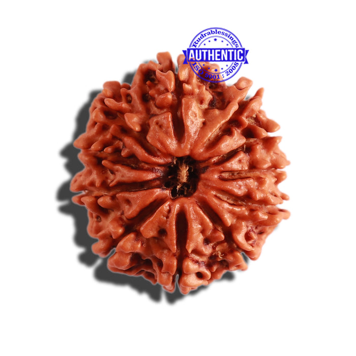 11 Mukhi Nepalese Rudraksha - Bead No. 275