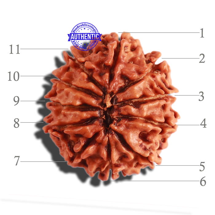 11 Mukhi Nepalese Rudraksha - Bead No. 275