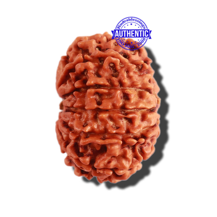 11 Mukhi Nepalese Rudraksha - Bead No. 275