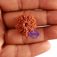 Load image into Gallery viewer, 11 Mukhi Nepalese Rudraksha - Bead No. 276
