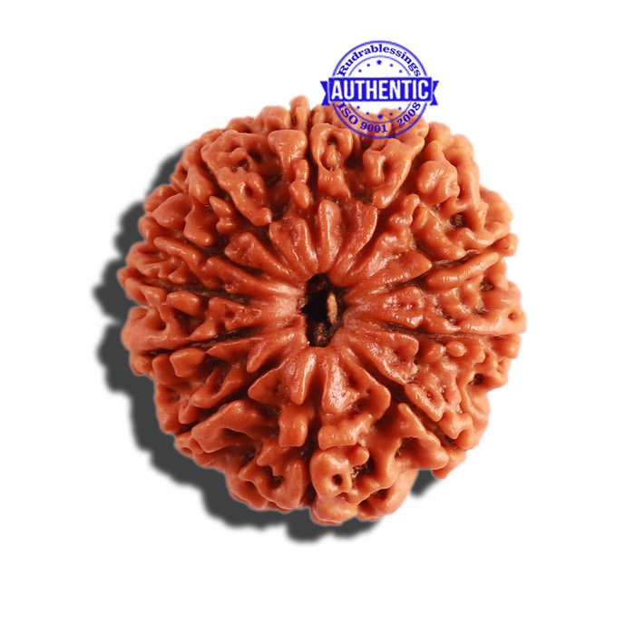 11 Mukhi Nepalese Rudraksha - Bead No. 276