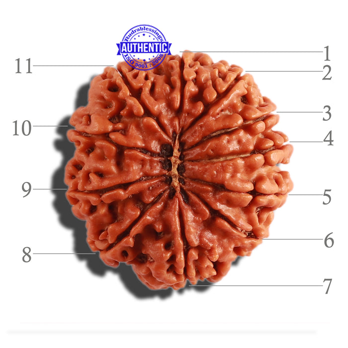 11 Mukhi Nepalese Rudraksha - Bead No. 276