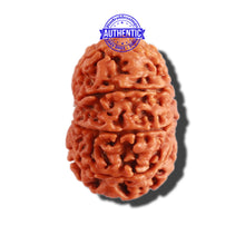 Load image into Gallery viewer, 11 Mukhi Nepalese Rudraksha - Bead No. 276

