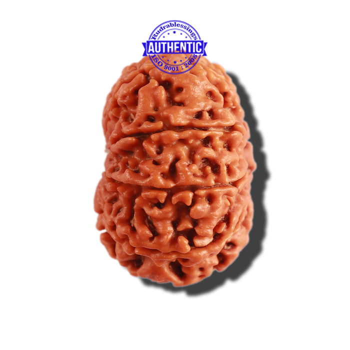 11 Mukhi Nepalese Rudraksha - Bead No. 276