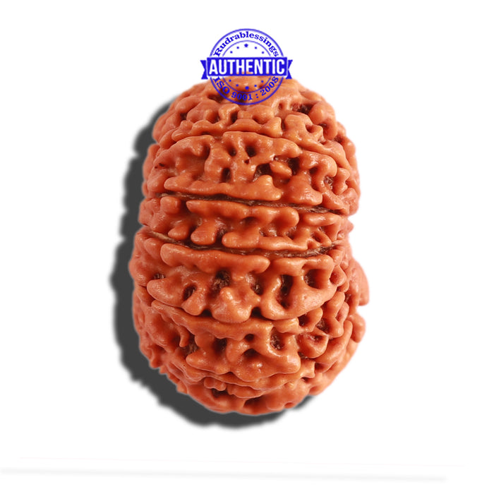 11 Mukhi Nepalese Rudraksha - Bead No. 276