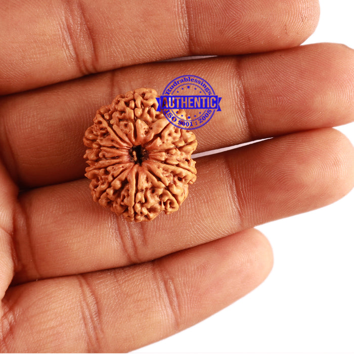 11 Mukhi Nepalese Rudraksha - Bead No. 277