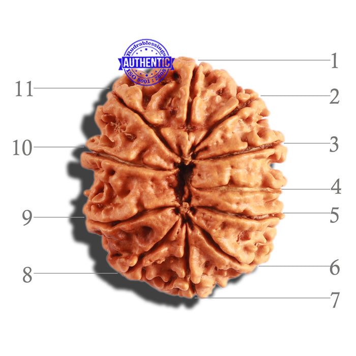 11 Mukhi Nepalese Rudraksha - Bead No. 277