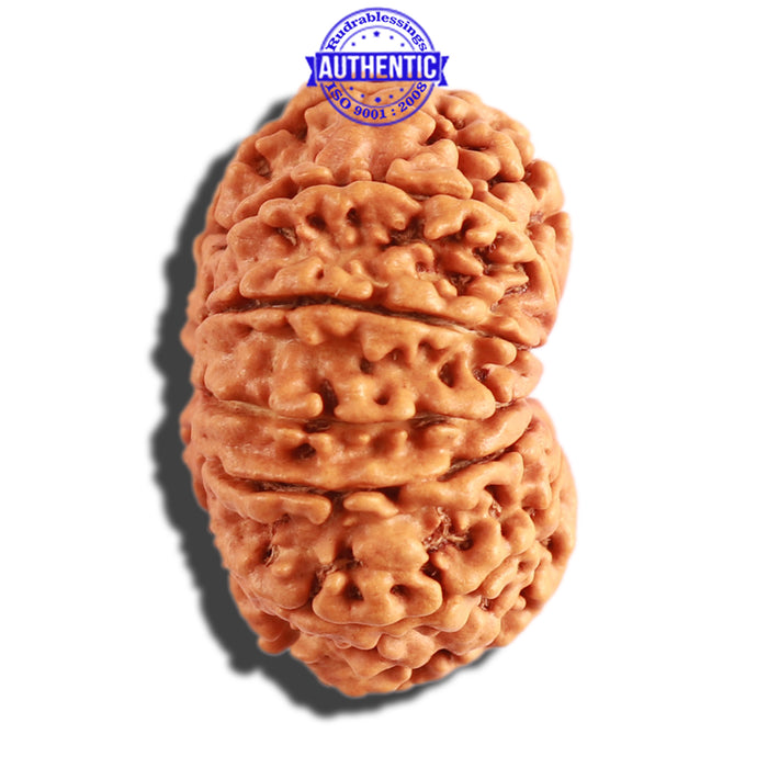 11 Mukhi Nepalese Rudraksha - Bead No. 277