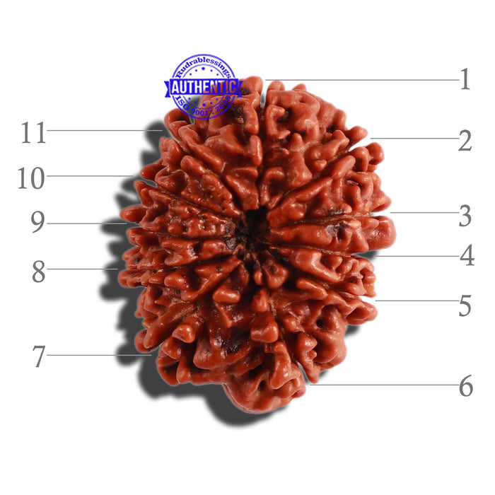 11 Mukhi Nepalese Ganesha Rudraksha - Bead No. 278