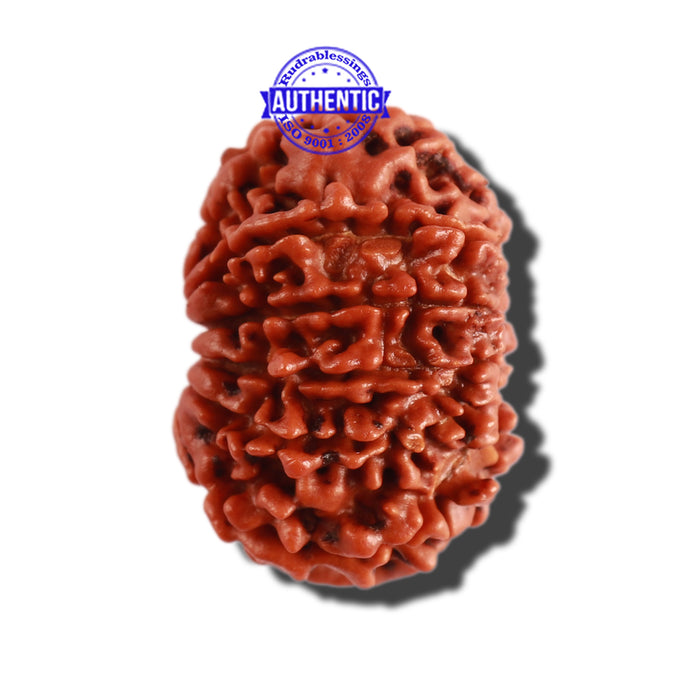 11 Mukhi Nepalese Ganesha Rudraksha - Bead No. 278