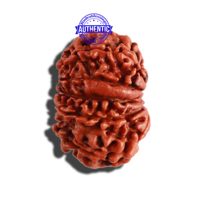 11 Mukhi Nepalese Ganesha Rudraksha - Bead No. 278