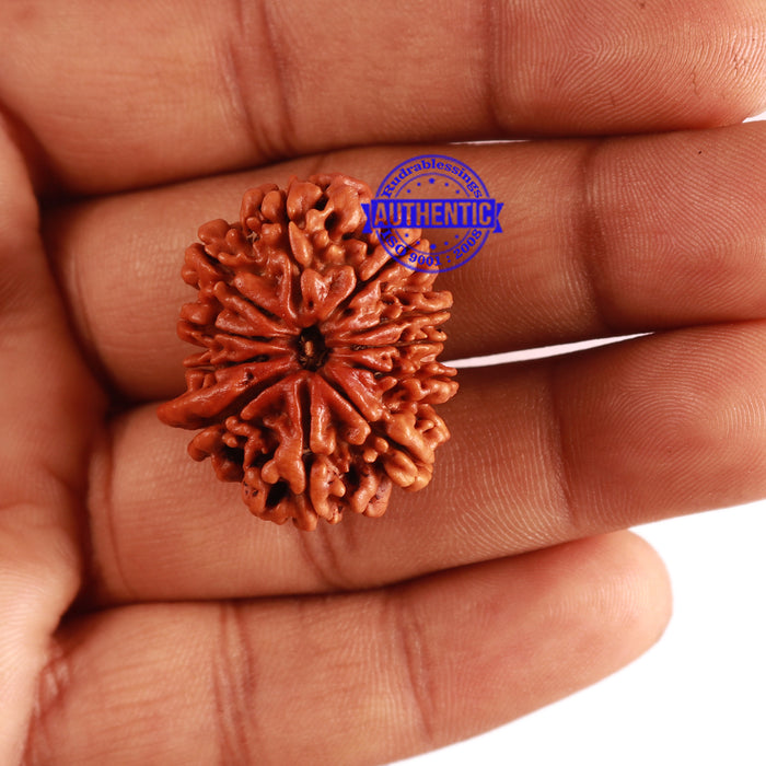 11 Mukhi Nepalese Ganesha Rudraksha - Bead No. 279
