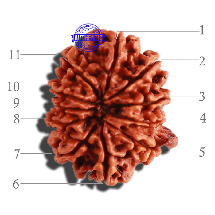 11 Mukhi Nepalese Ganesha Rudraksha - Bead No. 279