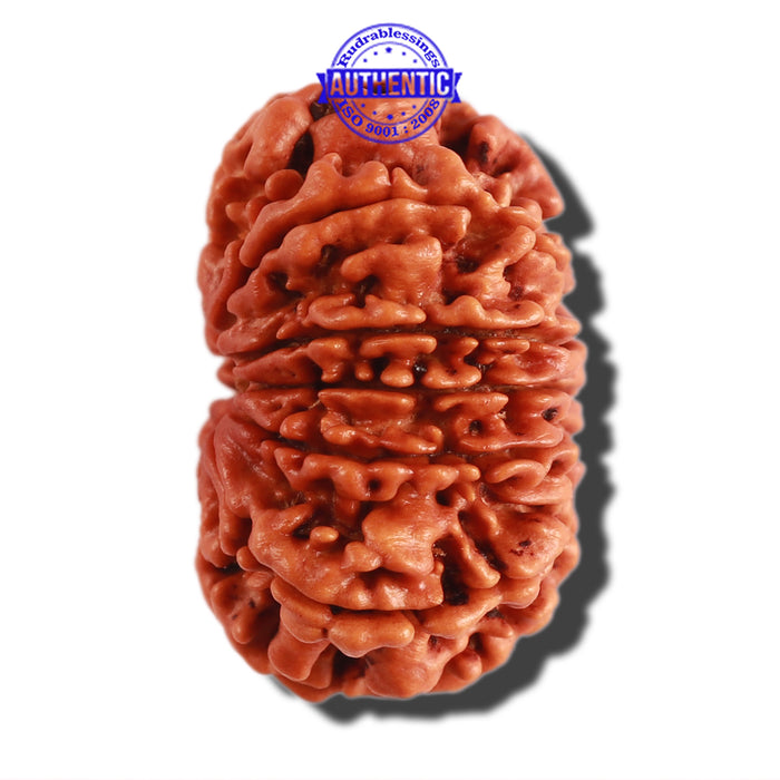 11 Mukhi Nepalese Ganesha Rudraksha - Bead No. 279