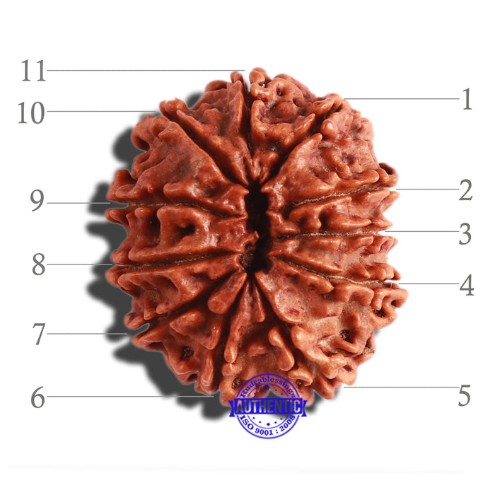 11 Mukhi Nepalese Rudraksha - Bead No. 280