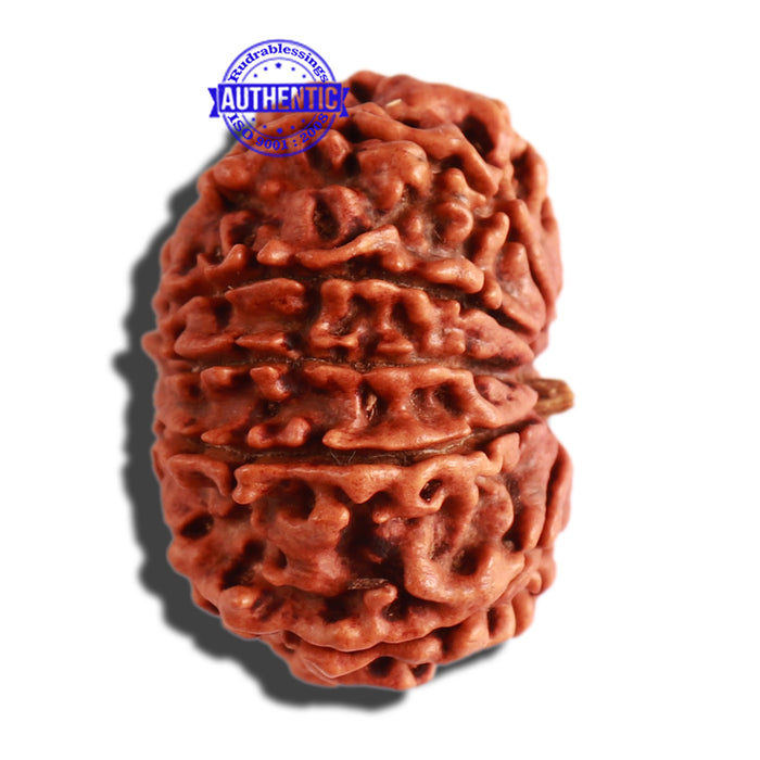 11 Mukhi Nepalese Rudraksha - Bead No. 280