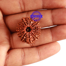 Load image into Gallery viewer, 11 Mukhi Nepalese Rudraksha - Bead No. 281
