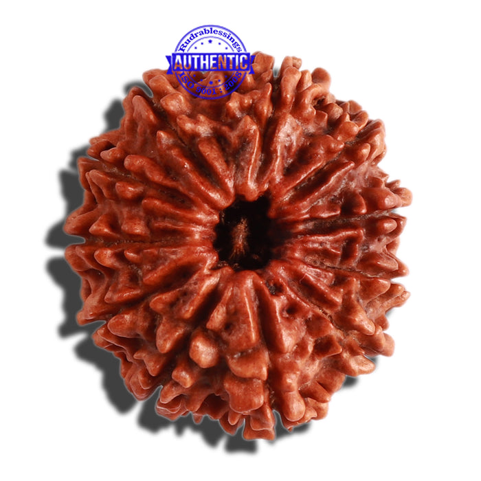 11 Mukhi Nepalese Rudraksha - Bead No. 281