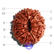 Load image into Gallery viewer, 11 Mukhi Nepalese Rudraksha - Bead No. 281

